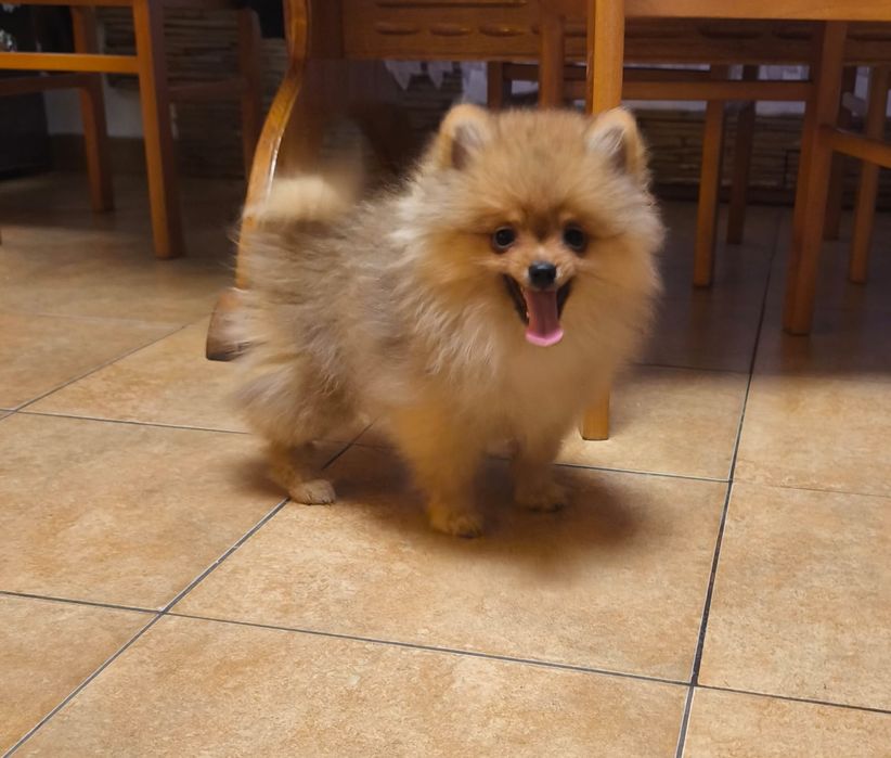 Szpic miniaturowy pomeranian ZKwP FCI