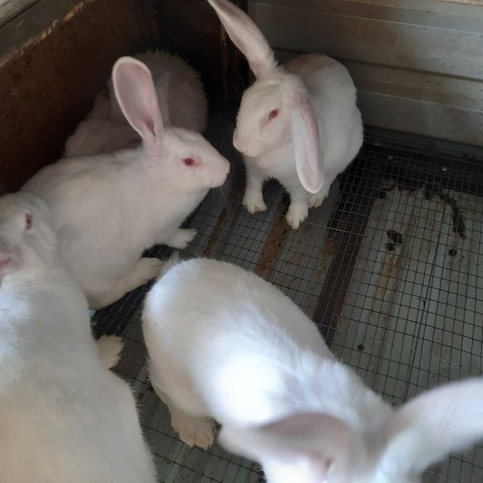 Термонська біла та Полтавське срібло.