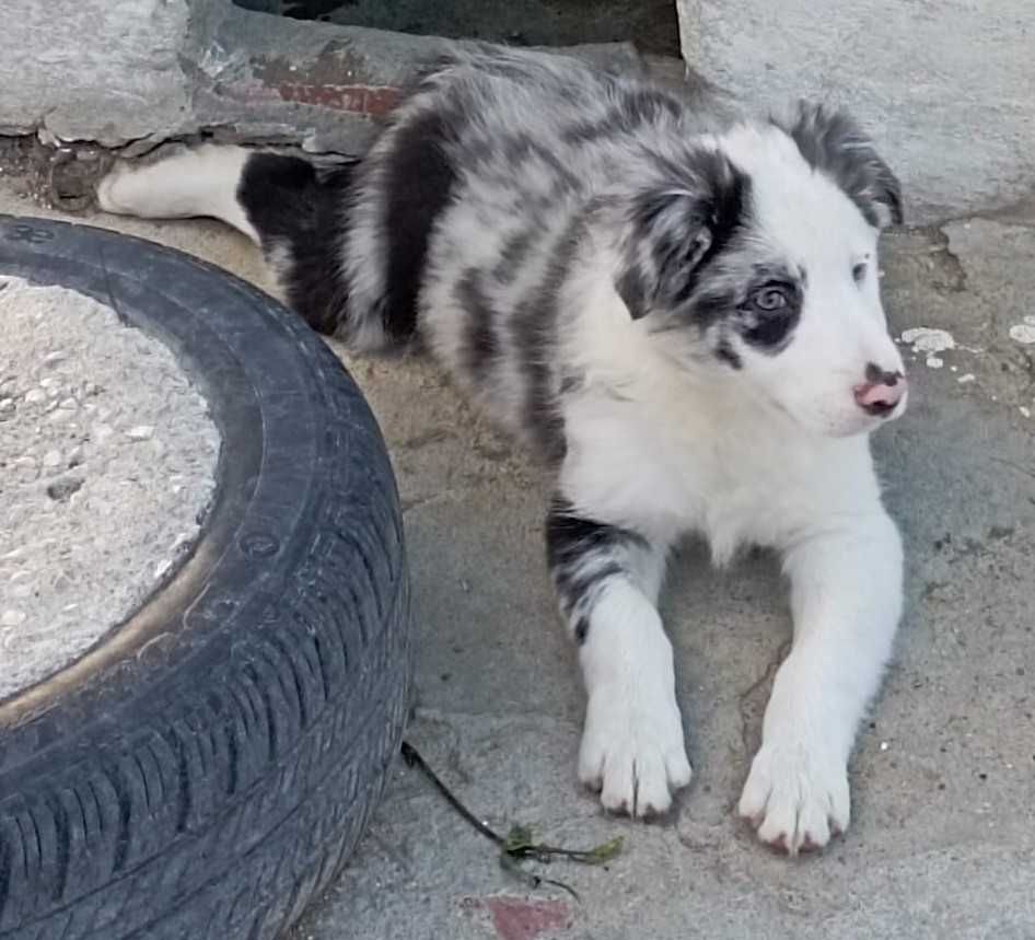 Border collie macho blue merle com um olho azul