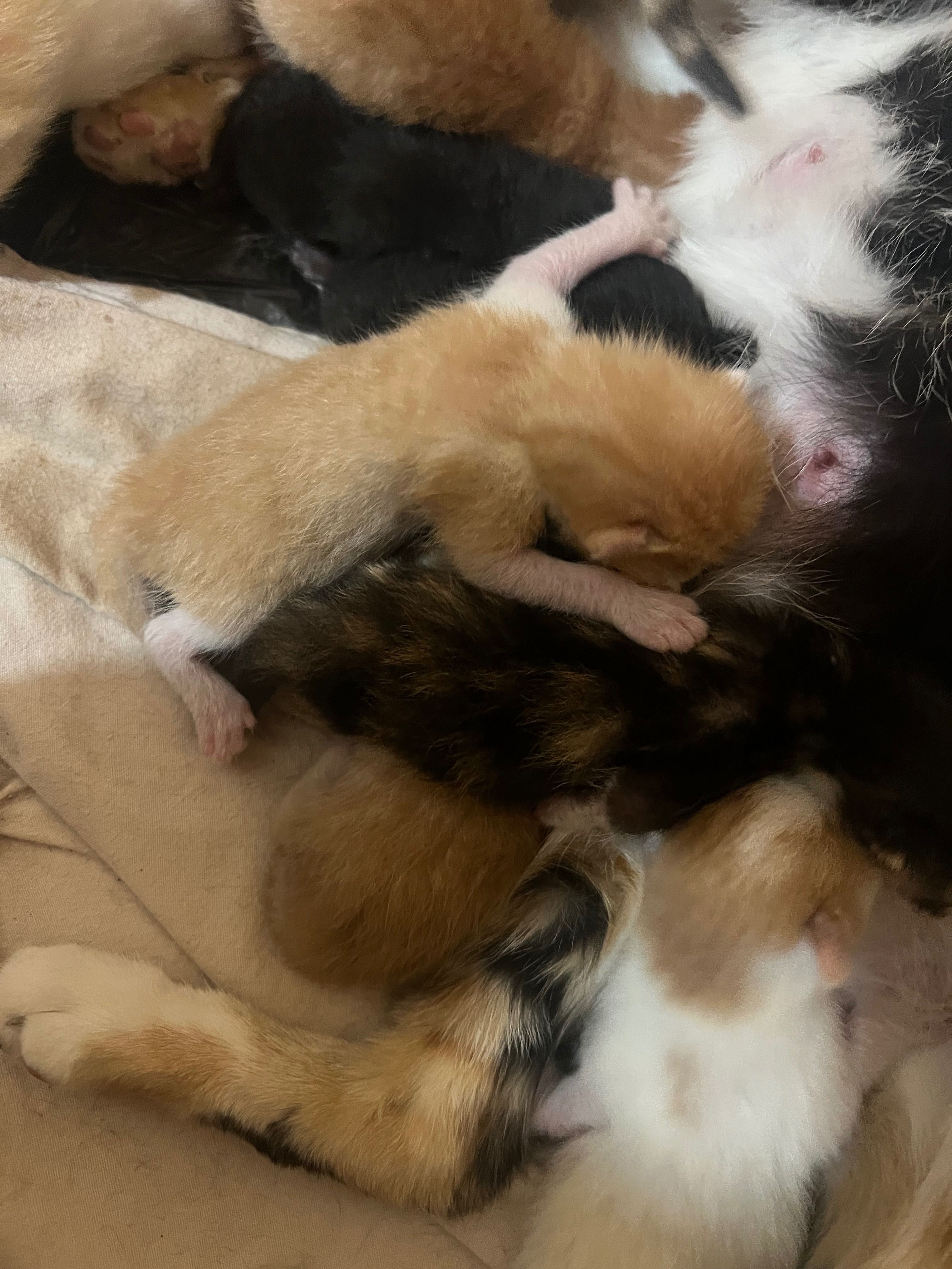 gatinhos pretos, ruivos e brancos