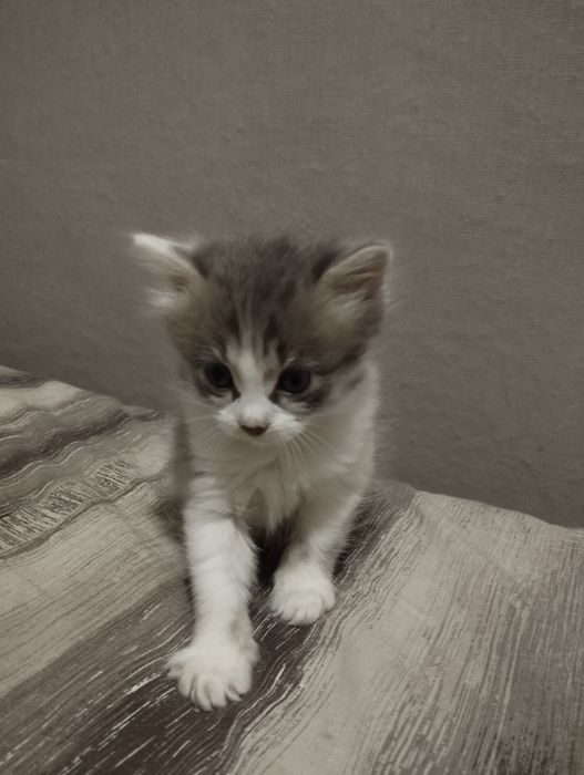 ТЕРМІНОВО віддам кошеня в добрі руки