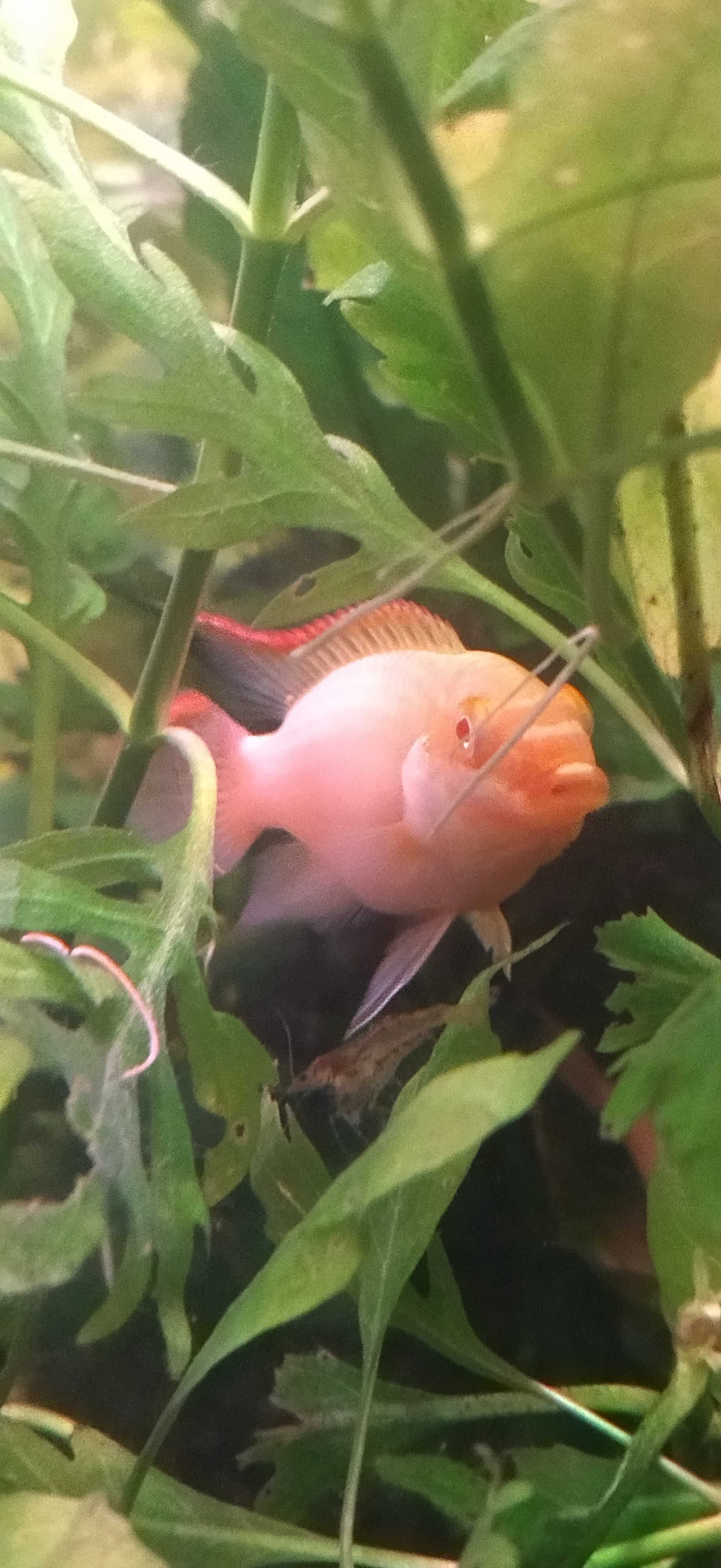 Pelvicachromis pulcher kribensis albino full red