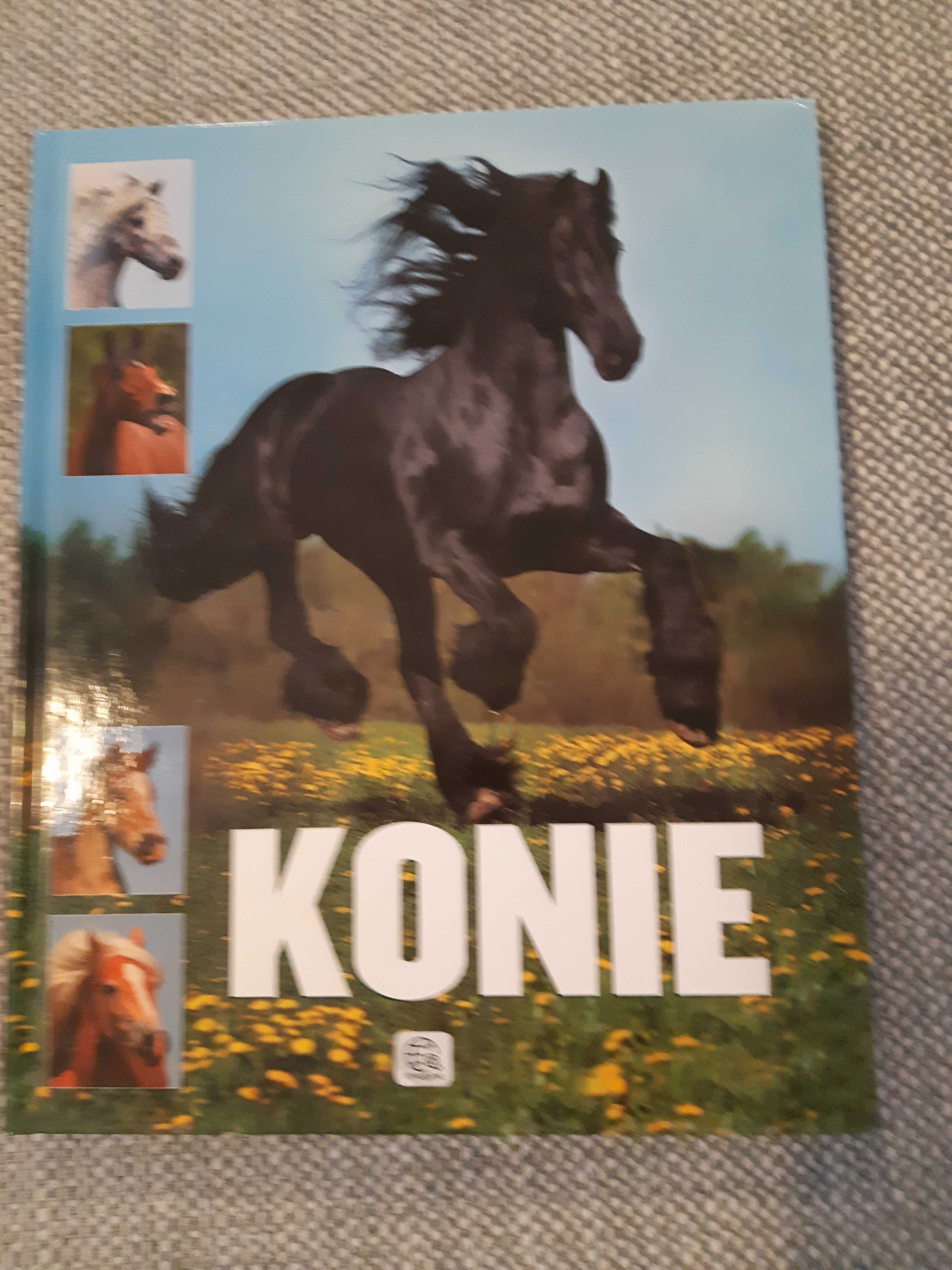 Konie, Karolina Wengerek