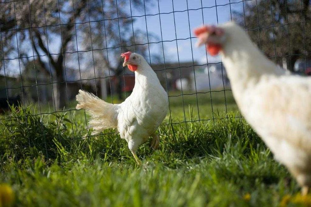 Kury nioski Tetra tintet dowóz Gratis