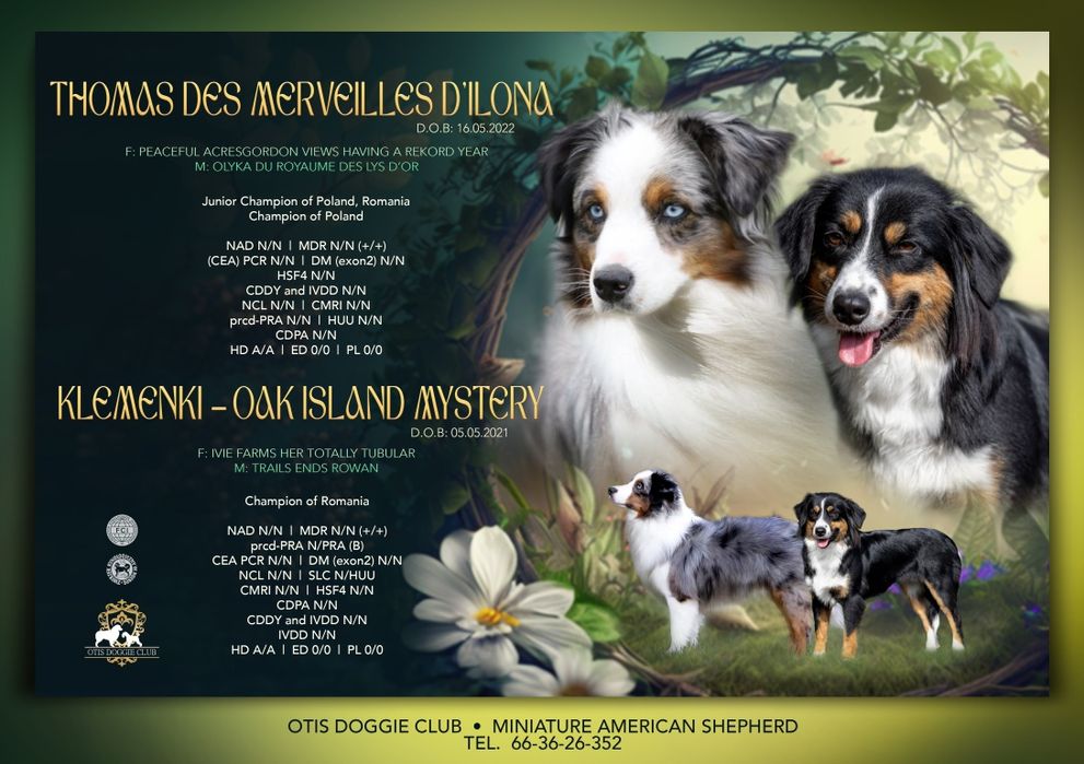 Miniaturowy owczarek amerykanski