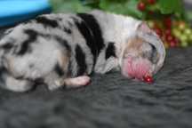 Owczarek australijski blue merle z ogonkiem po championach
