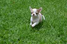 Chihuahua macho mini