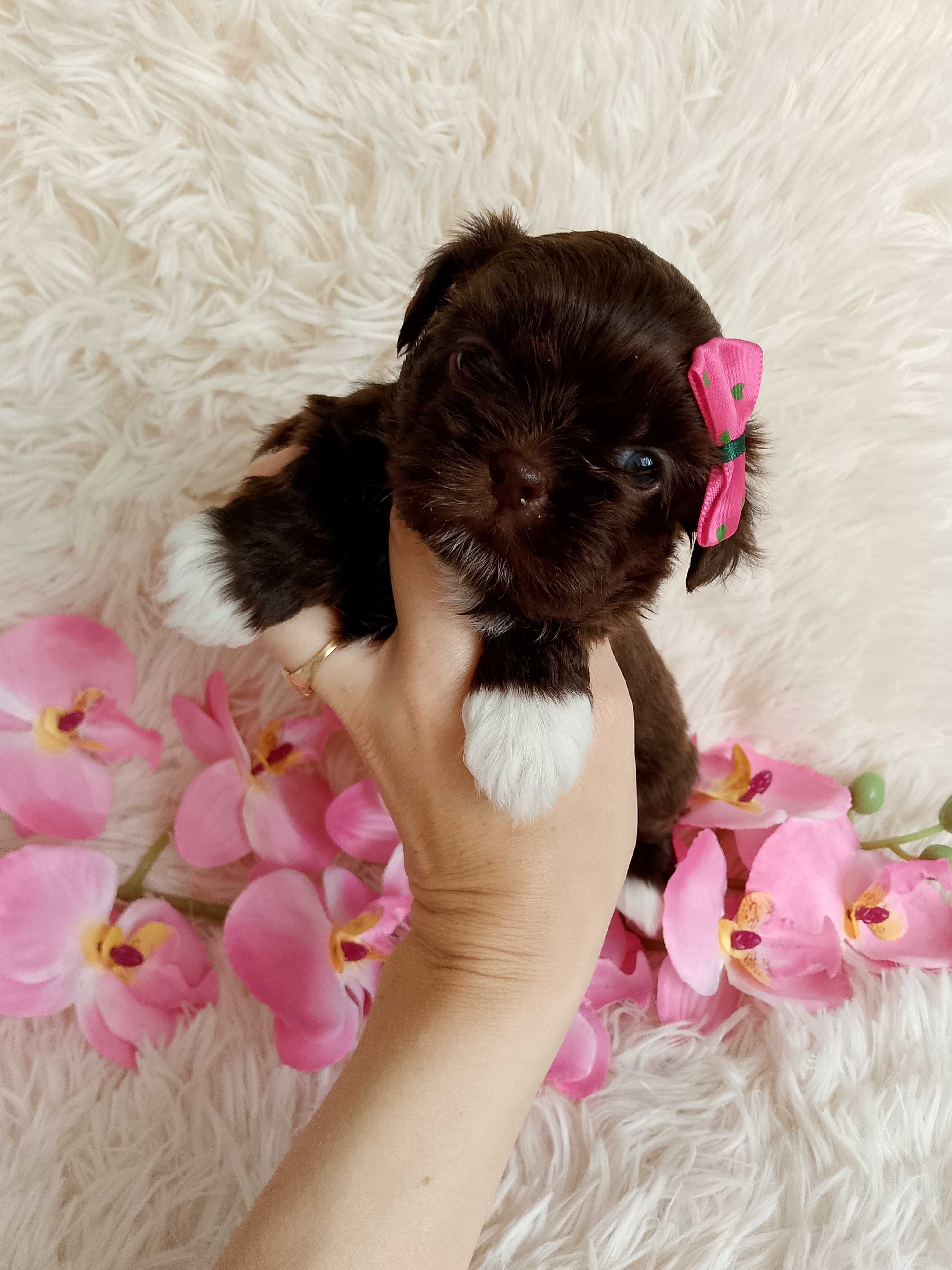 Czekoladowa suczka rasy Shih-Tzu