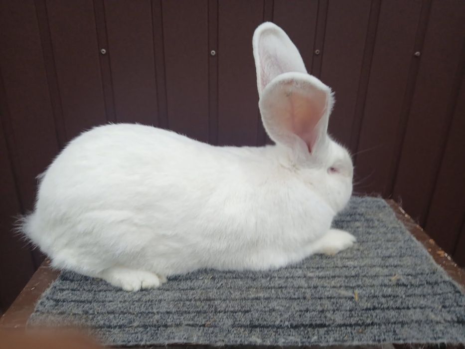 Belgijski Olbrzym Biały Samiec