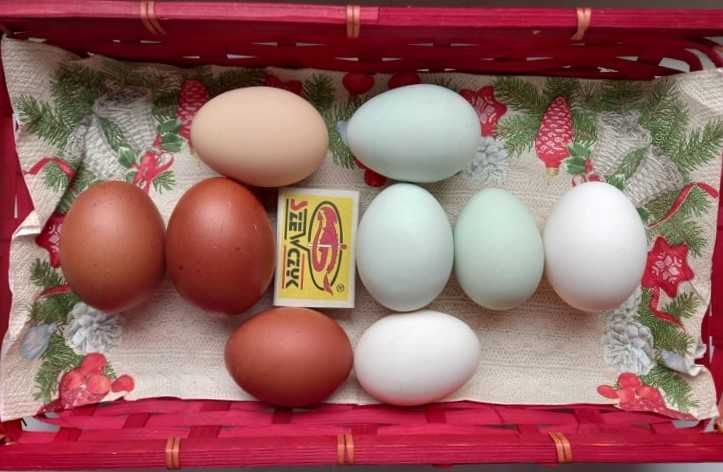 Jajka wiejskie, jaja od szczęśliwych kur