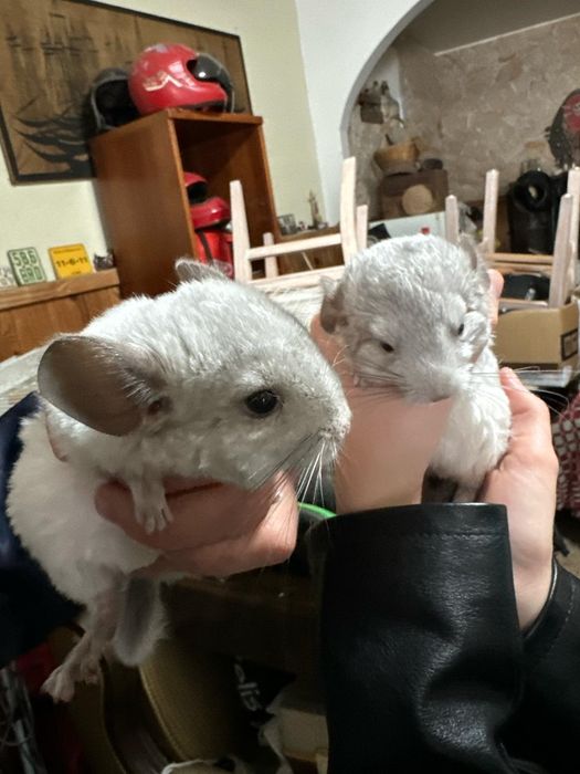 Vendo Chinchilas