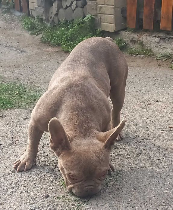 вязка французкий бульдог