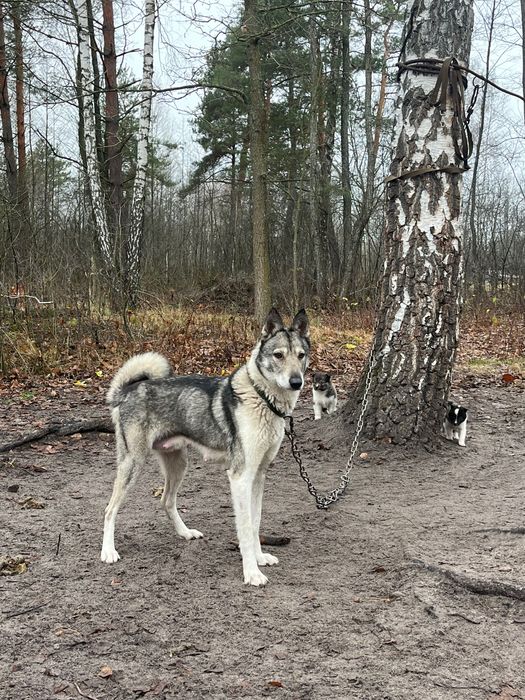 Західно сибірські лайки