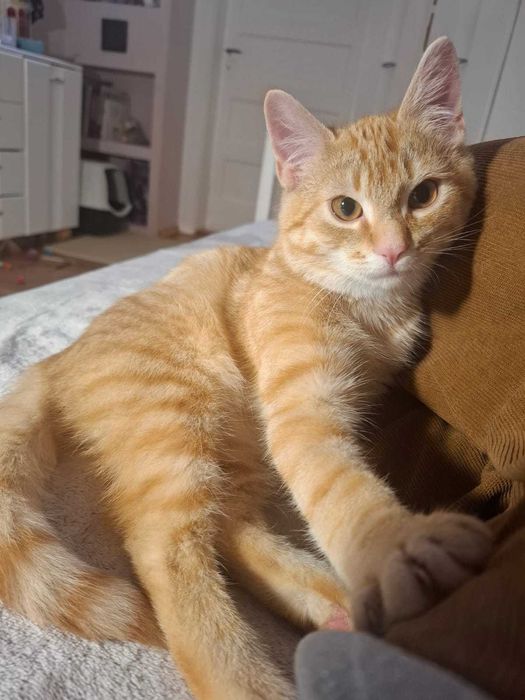 Mieciu do adopcji