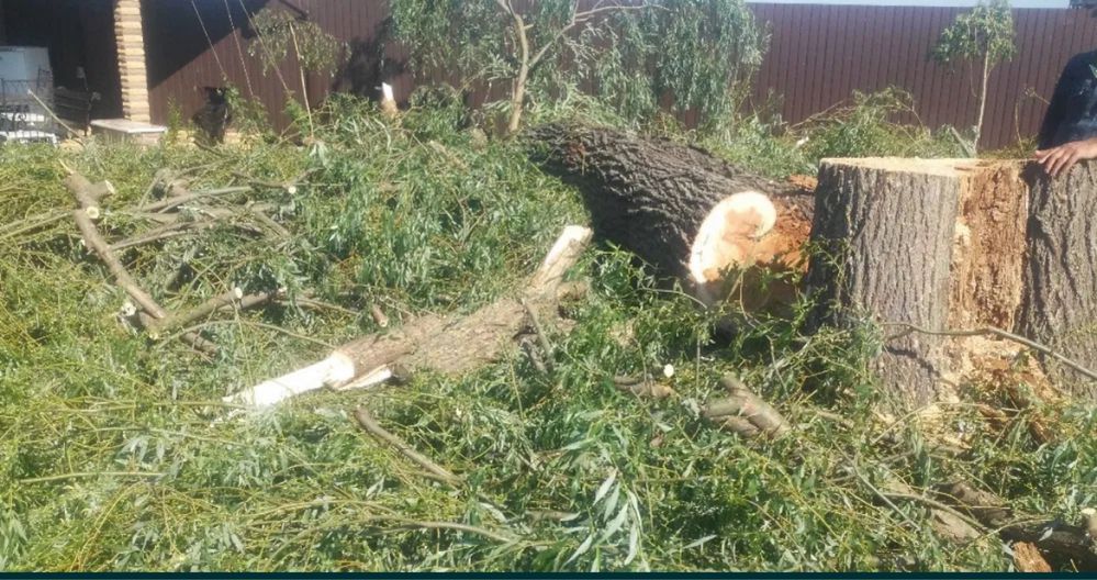 Покос трави газон обрізка дерев демонтаж будинків  садівник Київ