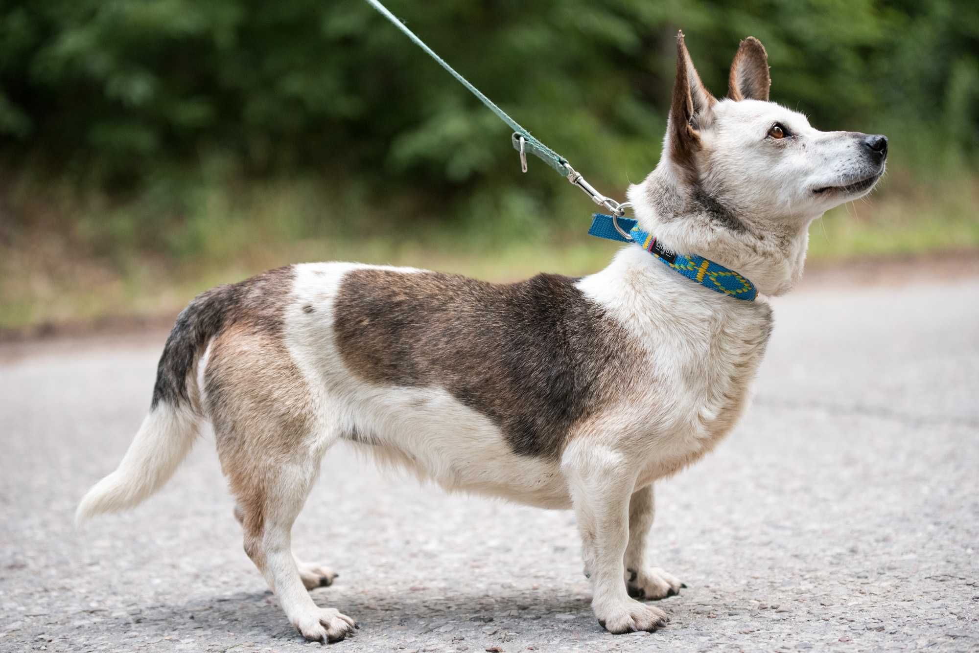 Lima - malutka ok 8 kg starsza sunieczka szuka domu