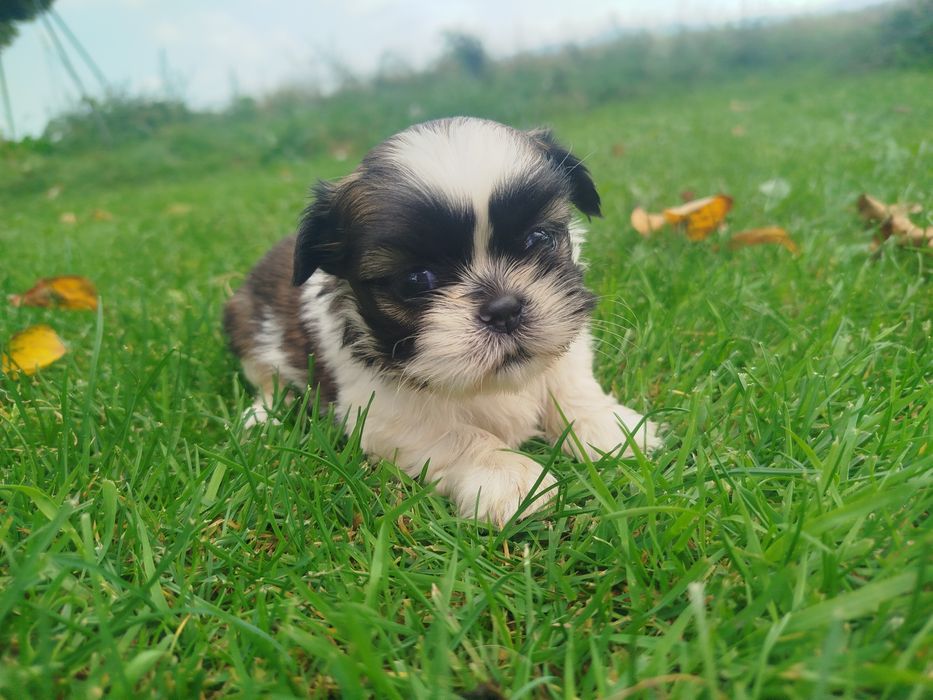 Shih tzu zapraszam