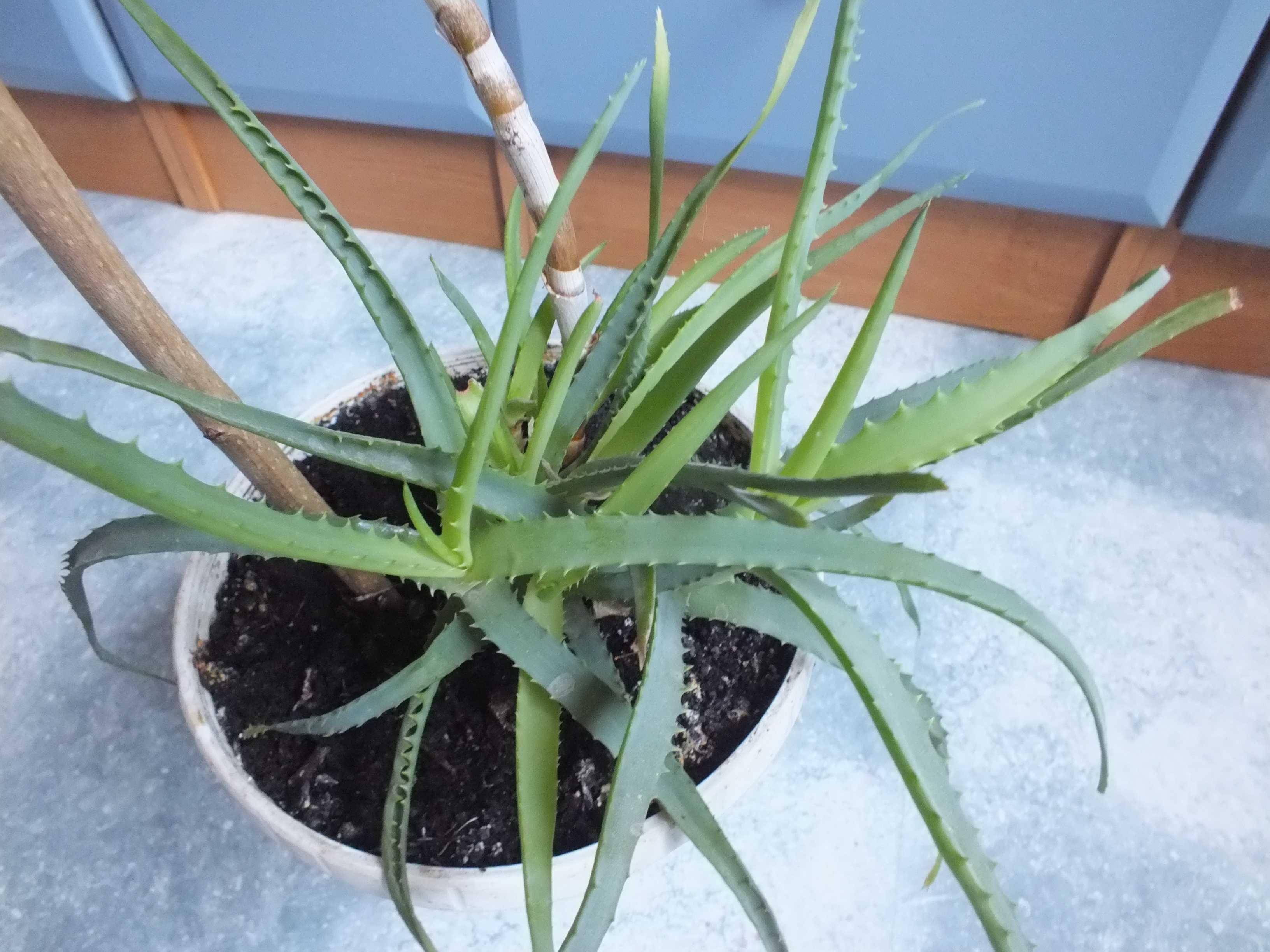 ALOES Drzewiasty roślina w doniczce 70cm dużo odnóg doniczkowa kwiat
