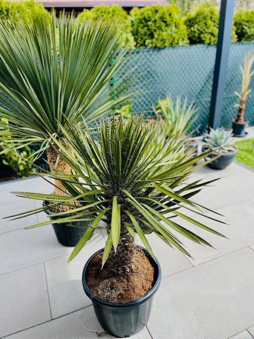 Yucca Rostrata - mrozoodporna do ogrodu, domu, biura