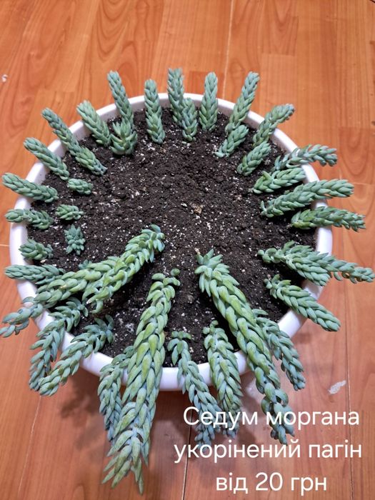 Різні сукуленти недорого