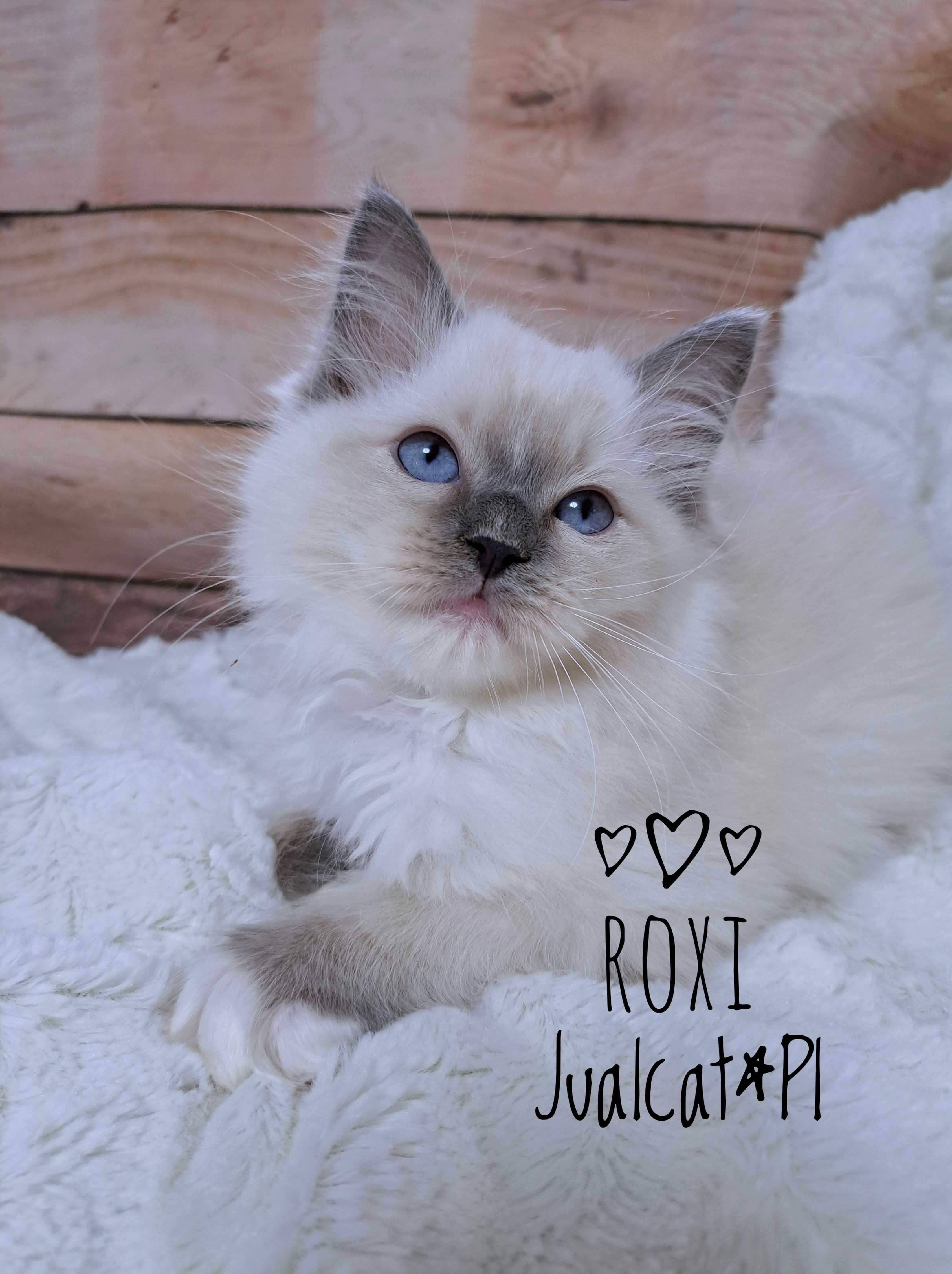 RAGDOLL Kotka koteczka blue mitted Rodówod FPL do ODBIORU
