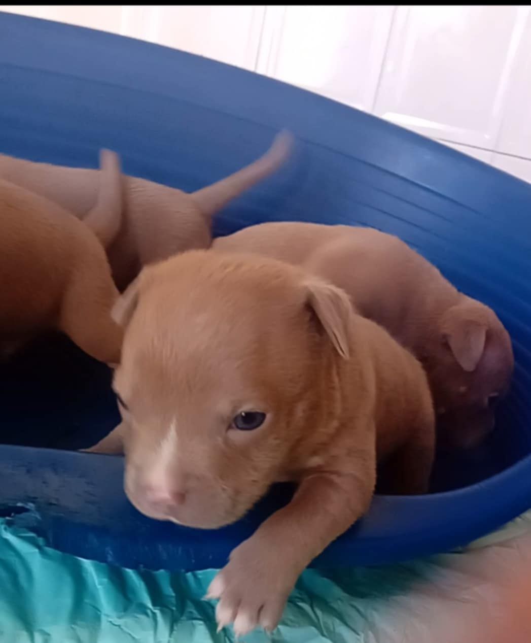 Cachorros pará adoção