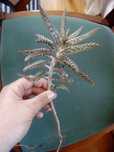 Kalanchoe ou Aranto