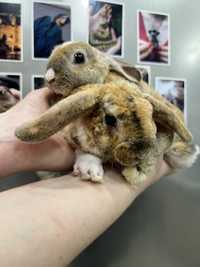 Кролики породи Рекс, гіпоалергенні кролики