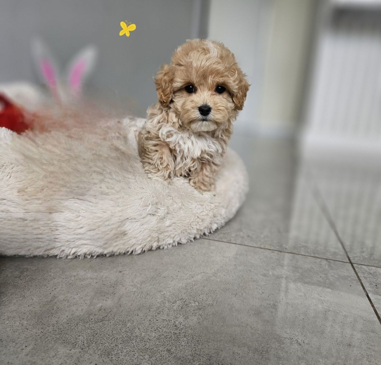 Maltipoo Maleńki Pudelkowy Chłopczyk