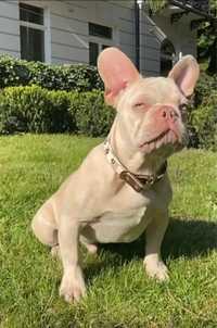 Buldog  francuski new shade isabella platinum lilac lilak nie blue