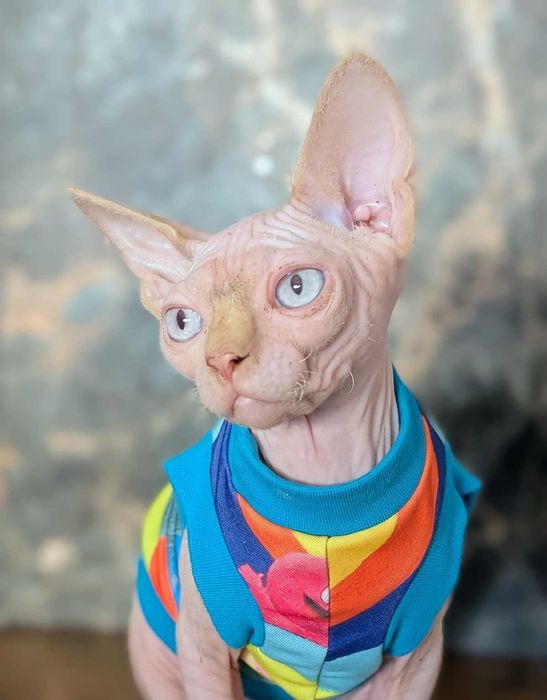 Ocean Sfinks Fenomenalny chłopak. Chłopak marzenie!!