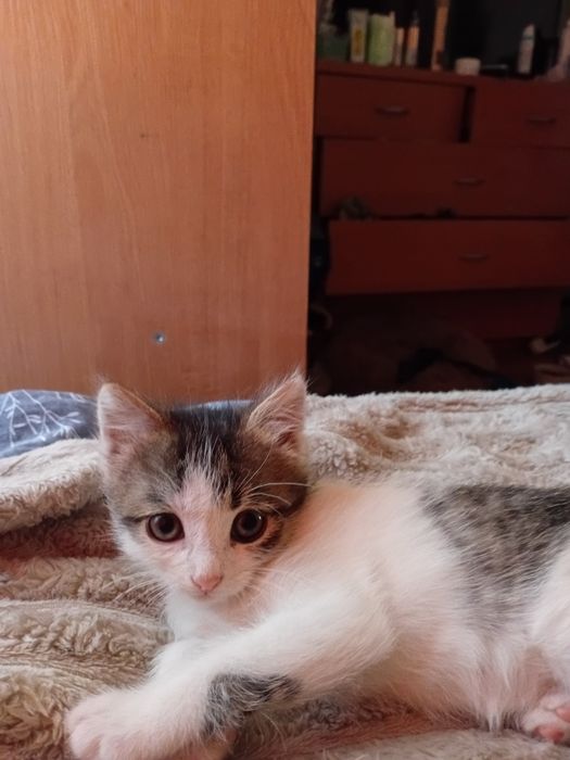 Кошеня віддаму дбайливі ручки