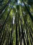 Canas de Bamboo ou Raízes em Vaso - Bambu c todos tamanhos ou alturas