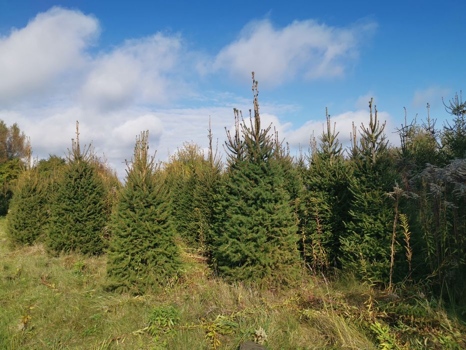 Świerk, jodła, choinki, drzewka bożonarodzeniowe