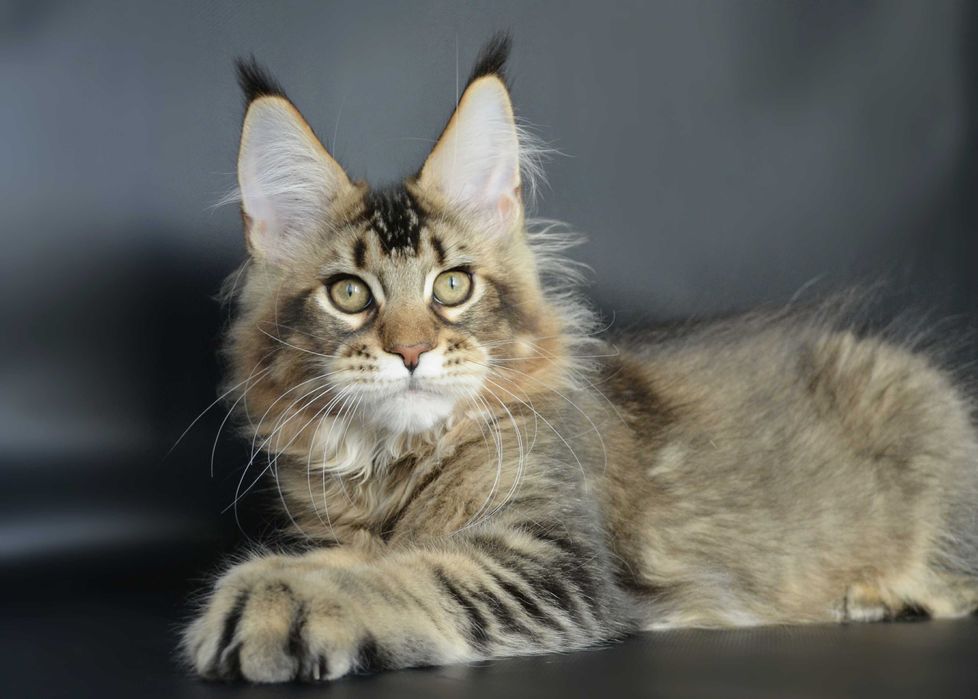 Мейн кун Мальчик 3 мес.