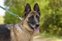 Zumba - cudowna suczka w typie owczarka do adopcji