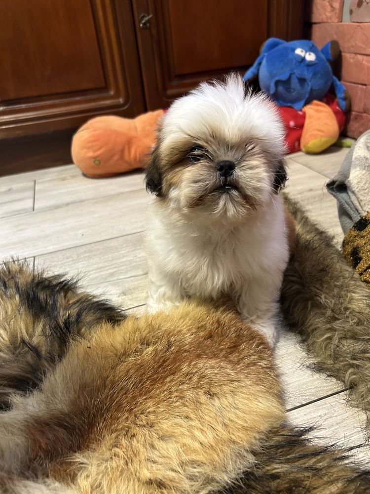 Shih Tzu z rodowodem