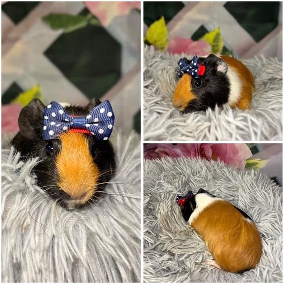 Świnki Morskie Cavie