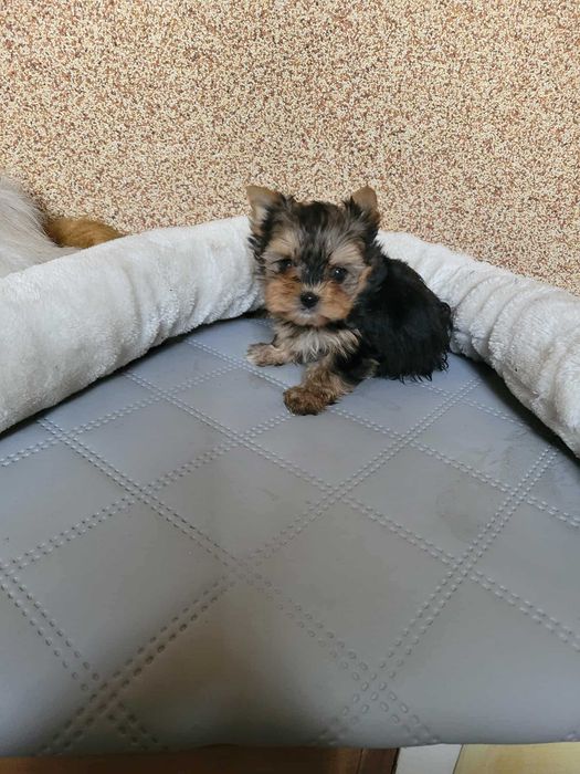 Yorkshireterrier suczka z genem biewera