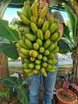 Bananeira da madeira (Banana regional)