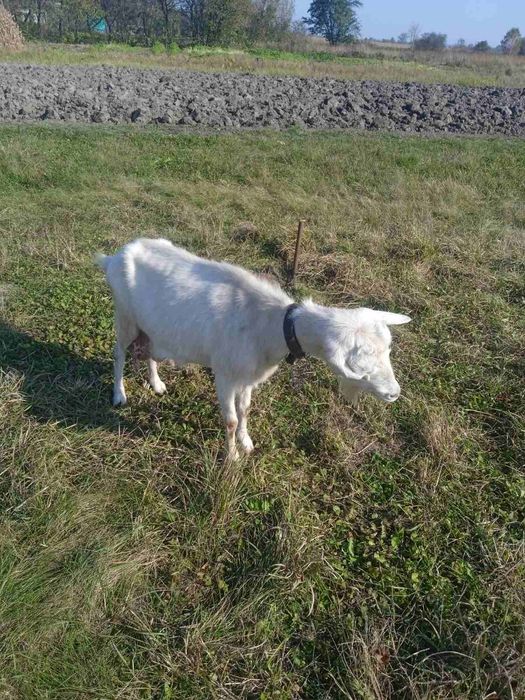 Продам.або.обміняю.добру.дійну.козу