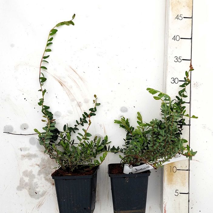 Sadzonki żurawina wielkoowocowa | 2-letnie | certyfikat CAC |P9