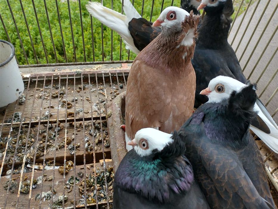 Gołębie bialogłówki