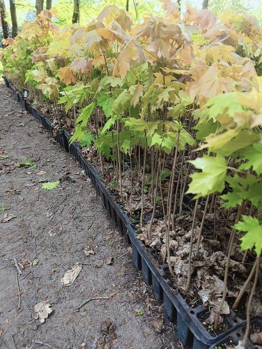 Klon pospolity 60 cm doniczka