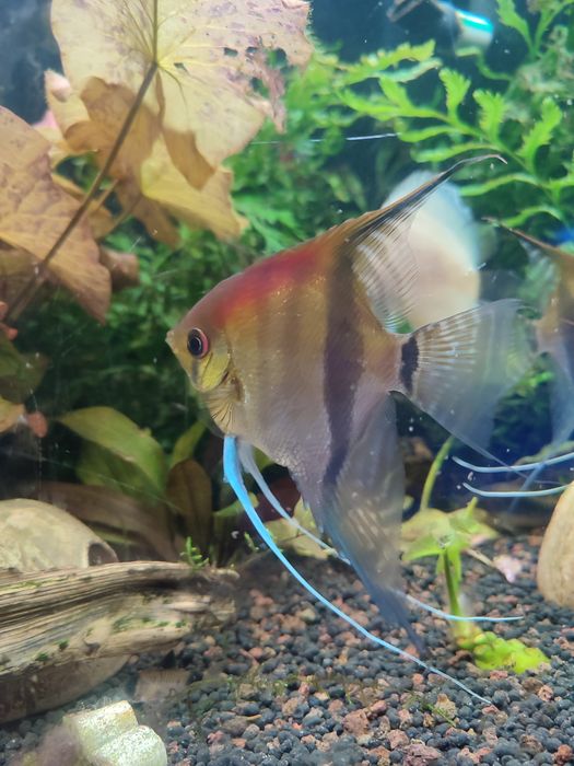 Skalary mancapuru Red