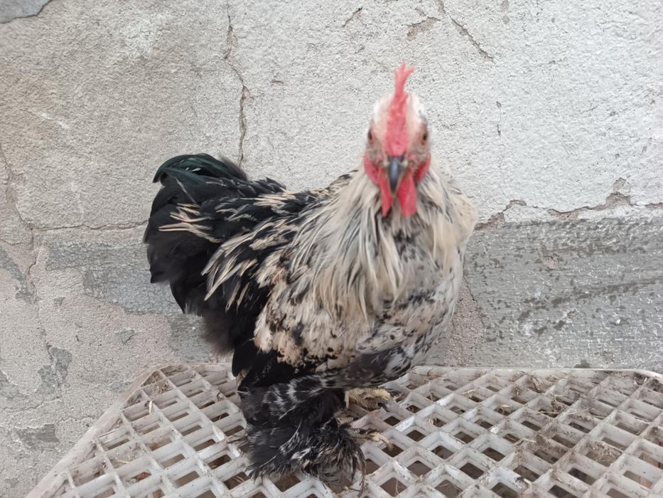 Sprzedam koguty kochiny miniaturowe