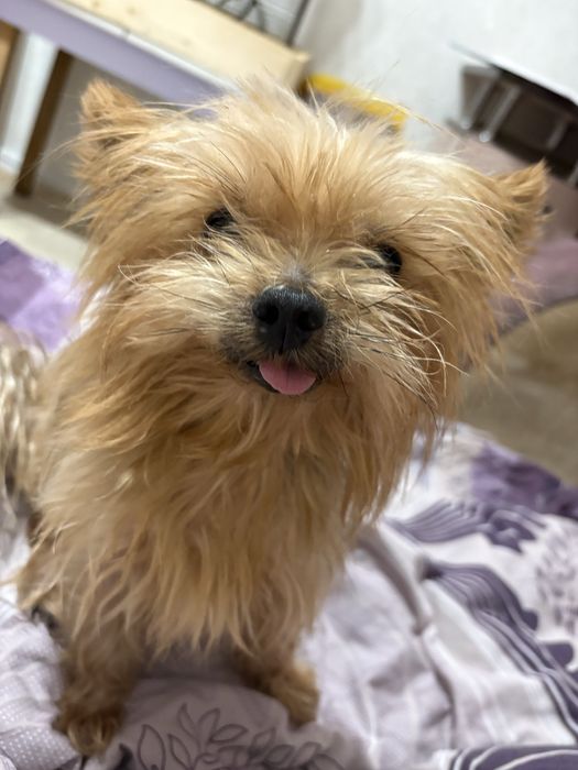 Бесплатно отдам собаку в хорошие руки