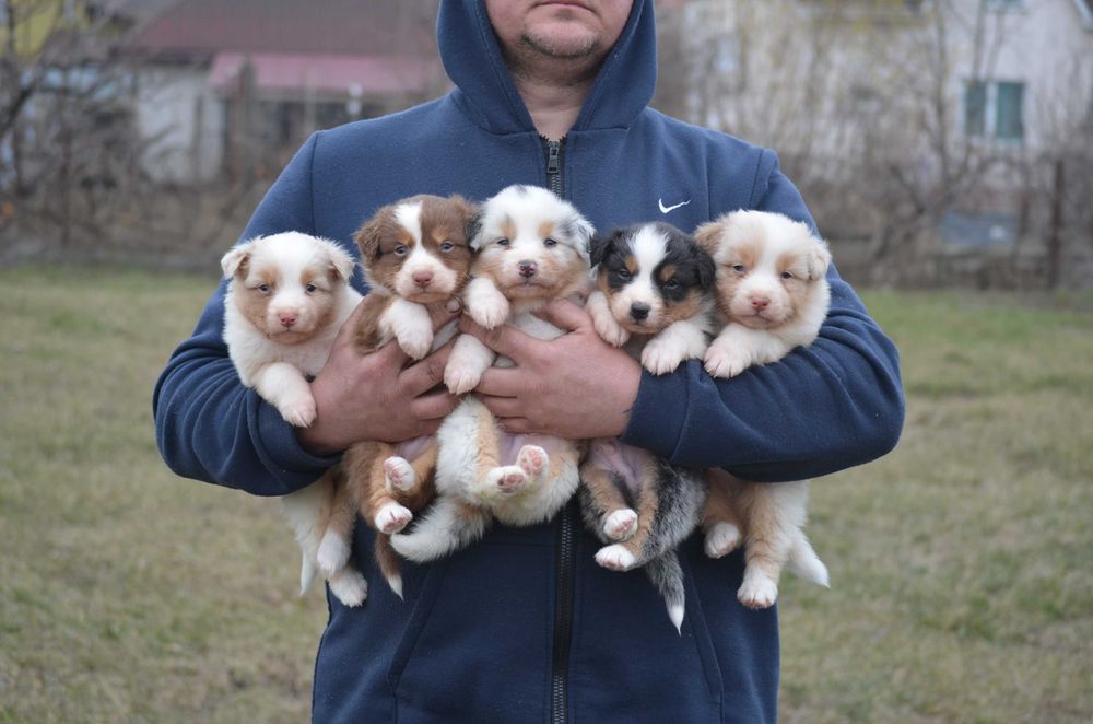 Ауссі з генетичними тестами! Київ,або відправлю. Є "Оплата частинами"