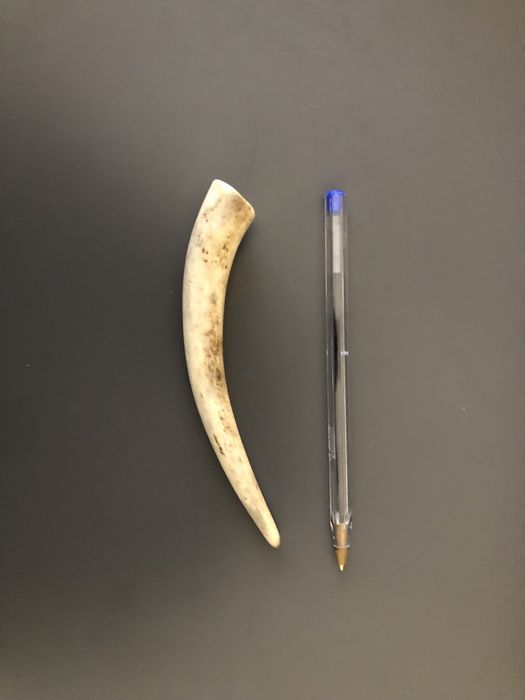 Gryzak dla psa Poroże jelenia Mały