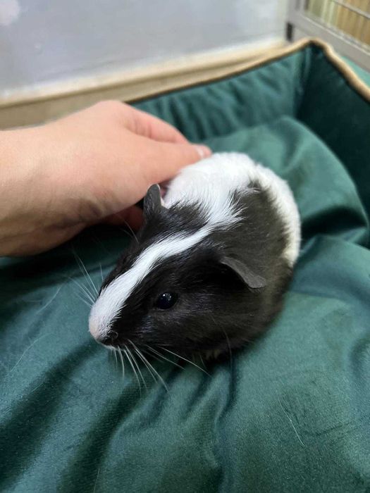 Świnka morska - TINA ZOO Gliwice Witkiewicza